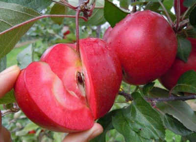 红色果肉的苹果你吃过吗？有人种它一斤卖100元！